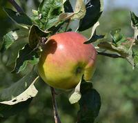 Blangstedgård æble